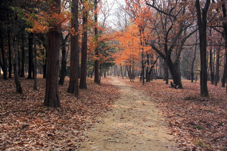 Road into the forest の写真素材