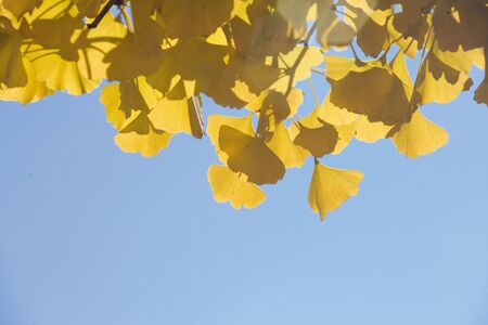 Maple の写真素材