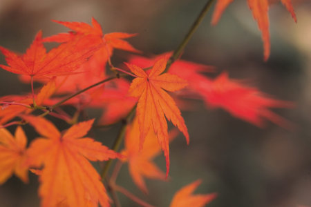 Maple 