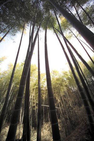 Bambooの写真素材