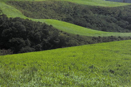 Landscape