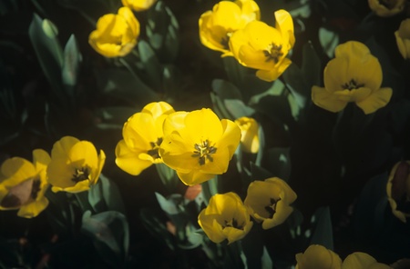 Flowersの写真素材