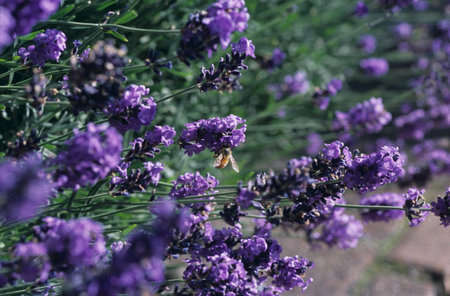 Lavender