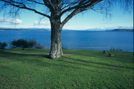 A tree on the grasslandの写真素材