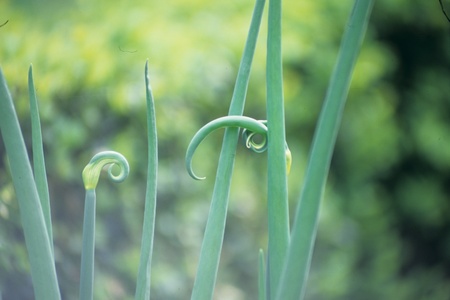 Leavesの写真素材