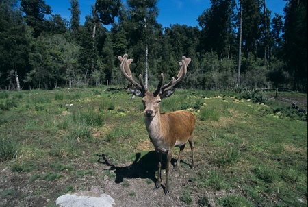 Deerの写真素材
