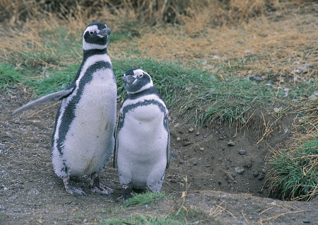 Lovely penguinsの写真素材