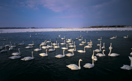 Swans swimming in the lake の写真素材