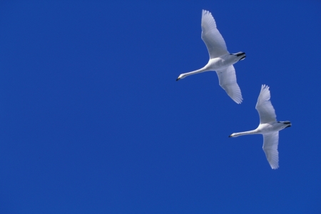 Flying swansの写真素材