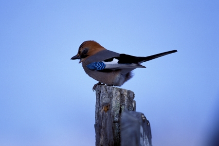 Close up of kind of birdの写真素材