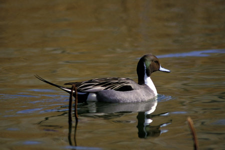 Wildlife and nature sceneの写真素材