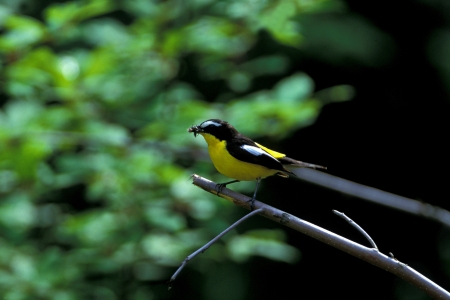 Wildlife and nature sceneの写真素材