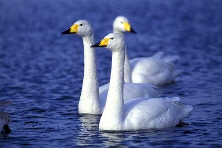 Wildlife and nature sceneの写真素材
