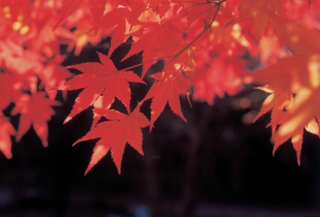 Scenics of Autumnの写真素材