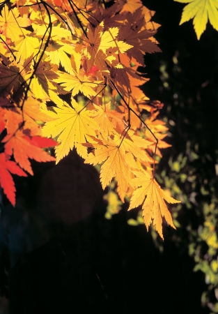 Scenics of Autumnの写真素材