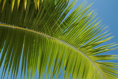 Leaves of coconut palmの写真素材