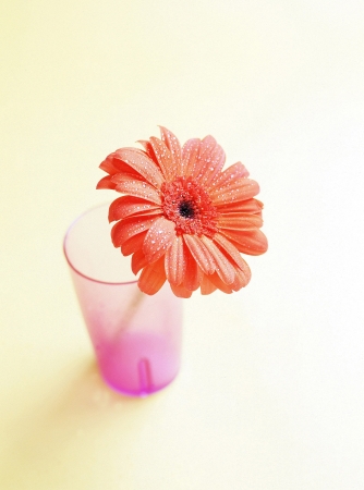 Daisy flower in drinking glassの写真素材