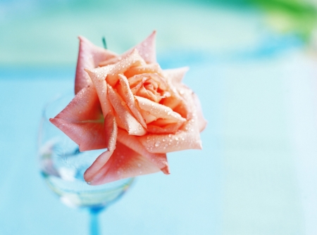 Pink rose in tumblerの写真素材