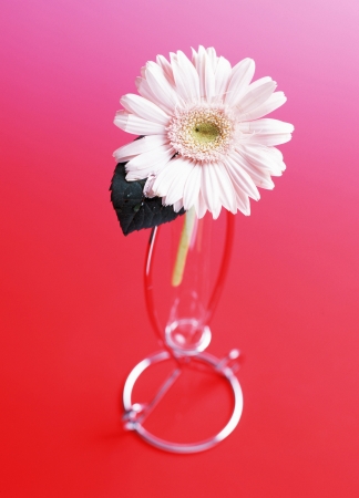 daisy flowerの写真素材