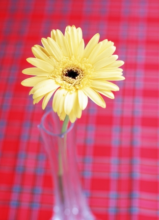 Studio shot of daisy flowerの写真素材