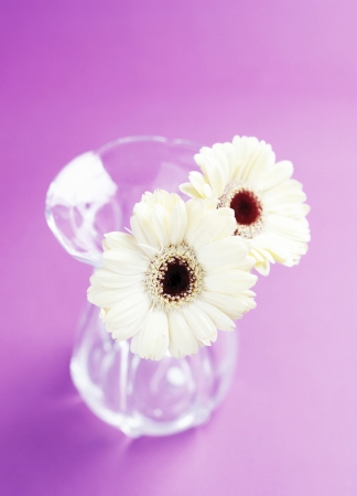 Studio shot of daisy flowersの写真素材