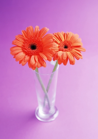 Studio shot of daisy flowersの写真素材