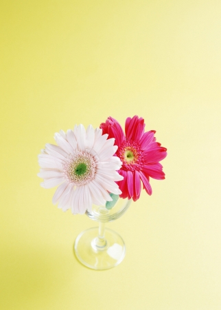 Studio shot of daisy flowersの写真素材