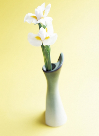 Studio shot of flowersの写真素材