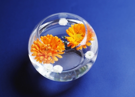 Daisy flowers floating in fish tankの写真素材