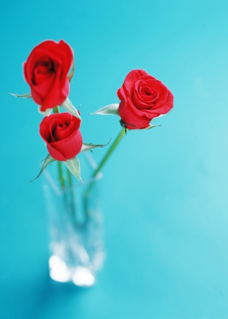 Studio shot of rosesの写真素材