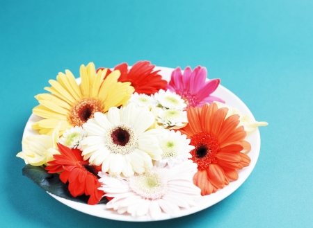 Studio shot of daisy flowersの写真素材