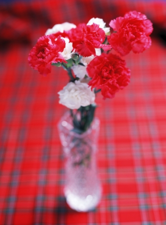Studio shot of rosesの写真素材