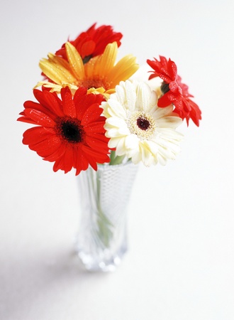 Studio shot of daisy flowersの写真素材