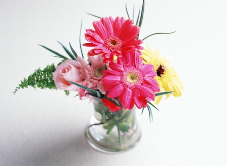 Studio shot of daisy flowersの写真素材