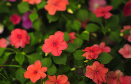 View of flowers outdoorsの写真素材