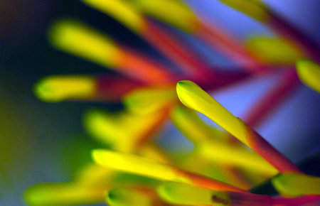 View of flowers outdoorsの写真素材