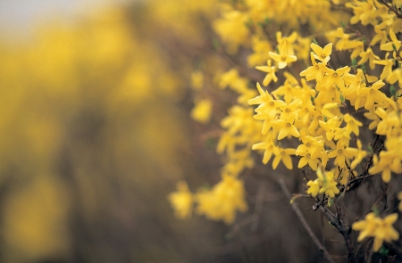 View of flowers outdoorsの写真素材