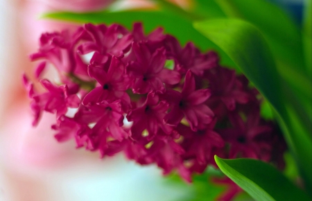 View of flowers outdoorsの写真素材