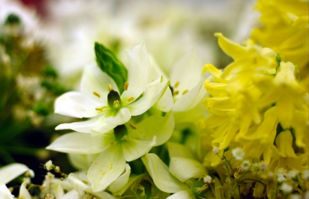 View of flowers outdoorsの写真素材