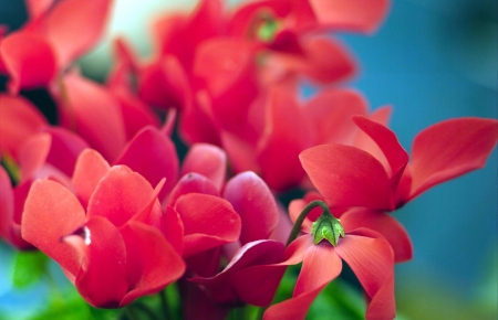 View of flowers outdoorsの写真素材