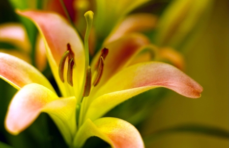 View of flowers outdoorsの写真素材