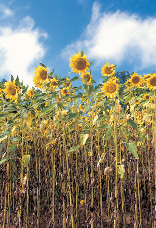 View of sunflowers outdoors