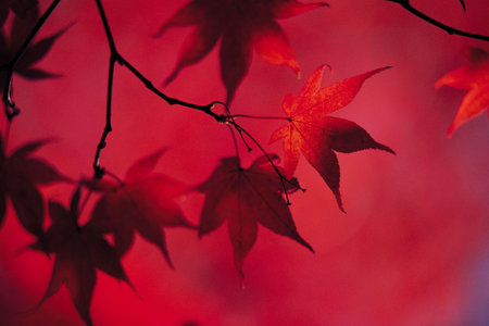 Maple leaves