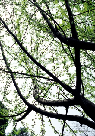 Low angle view of treeの写真素材