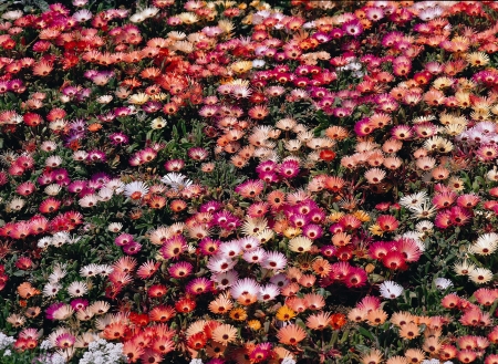 Blooming flowers in springの写真素材