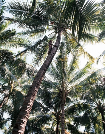 View of Coconut palmsの写真素材