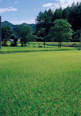 Nature sceneの写真素材