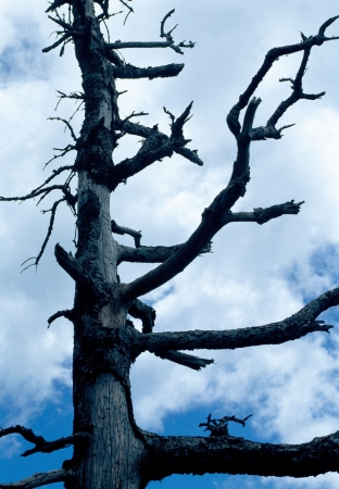 View of part of treeの写真素材