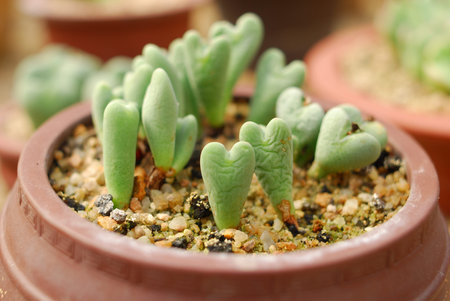 Plants