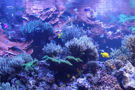 TOBA AQUARIUM Japan